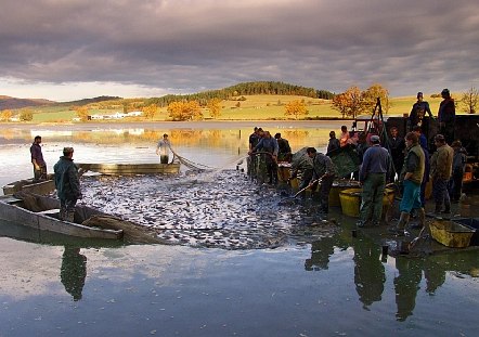 Vlovy rybnk 2024 - Podzimn vlov rybnka - ilustran foto - foto:  JZD Hotice