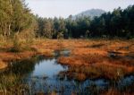 Národní přírodní památka Swamp - foto
