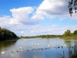 Pozorování ptáků - Bohdanečský rybník - foto