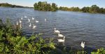 Pozorování ptáků - Lednické rybníky - foto