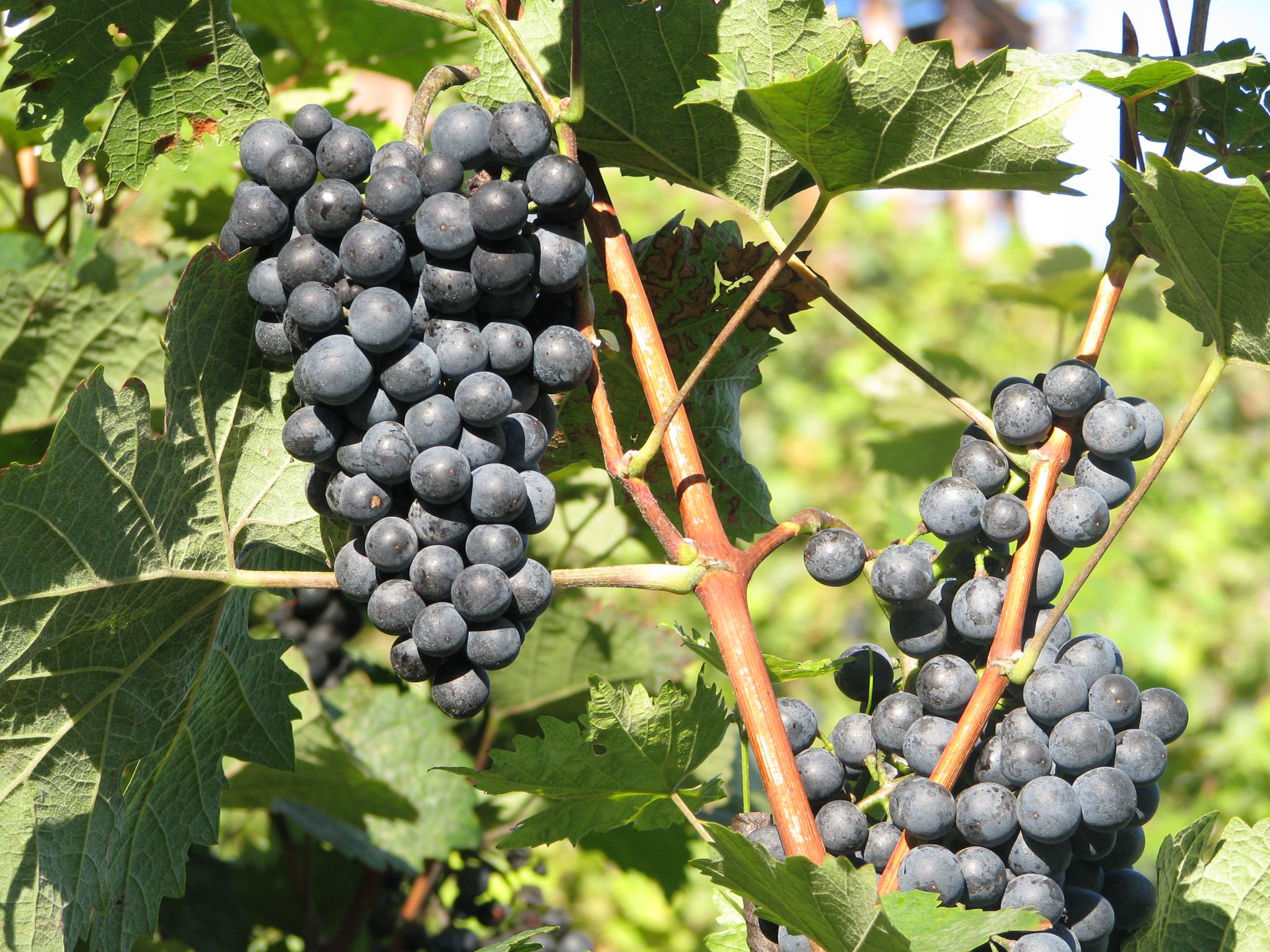 Ne z nj bude svatomartinsk vno Foto: www.vino-vinobrani.cz